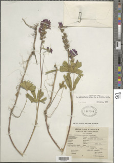 Sidalcea malviflora subsp. patula image