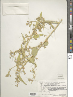Image of Horsfordia newberryi