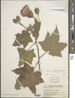 Phymosia rosea image