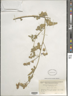 Sphaeralcea axillaris image