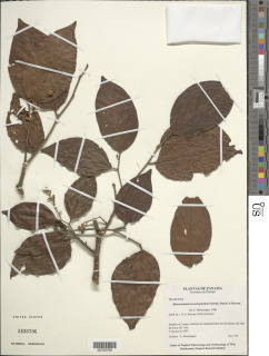 Mortoniodendron anisophyllum image