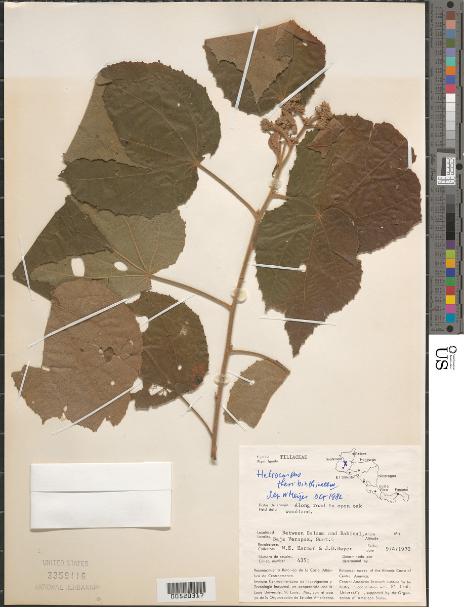 Heliocarpus terebinthinaceus image