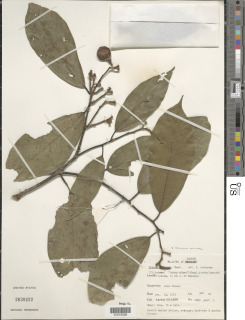 Grewia coriacea image