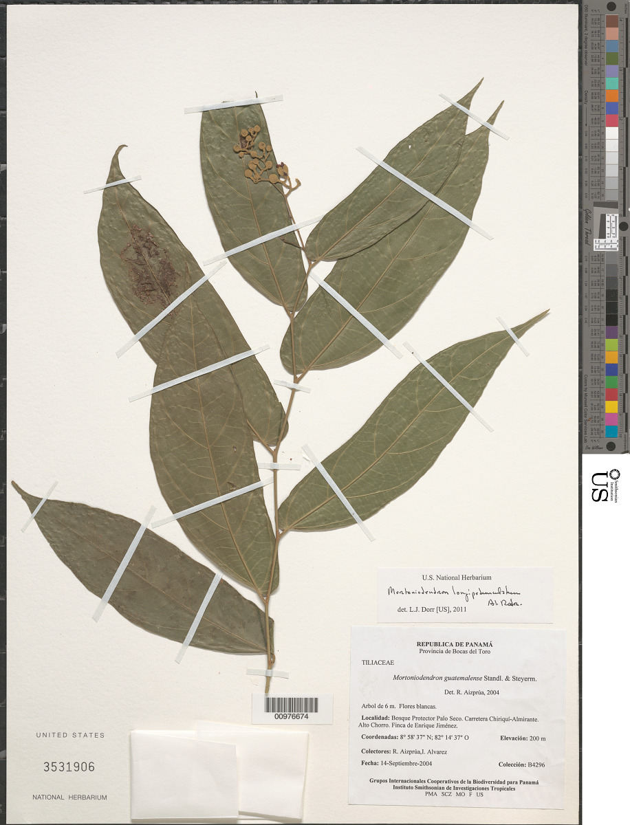 Mortoniodendron longipedunculatum image
