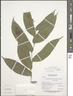 Image of Mortoniodendron longipedunculatum