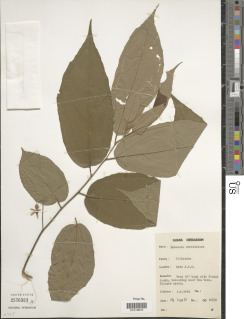 Duboscia viridiflora image