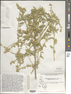 Sphaeralcea axillaris image