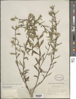 Sida linearifolia image