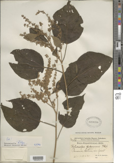 Heliocarpus popayanensis image