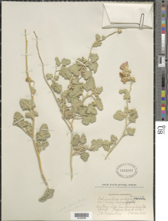 Sphaeralcea ambigua var. rugosa image