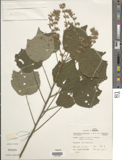 Triumfetta cordifolia var. tomentosa image