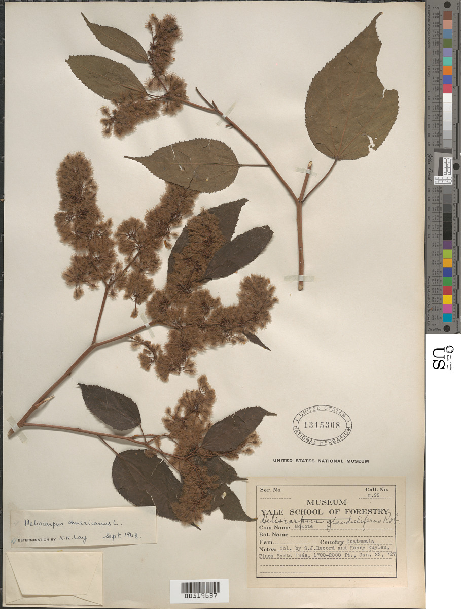 Heliocarpus image