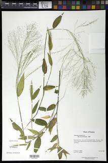Panicum trichoides image