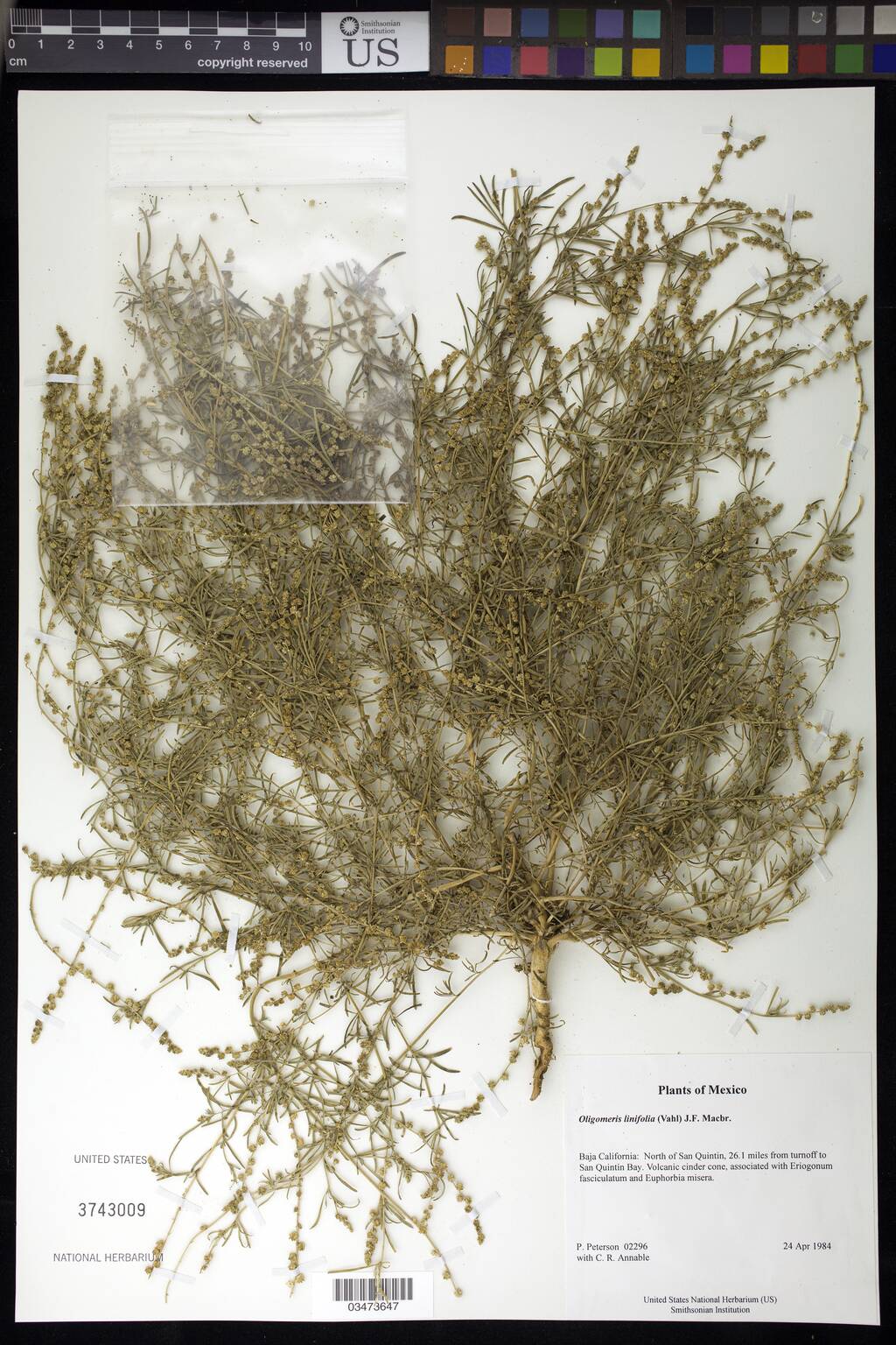 Resedaceae image