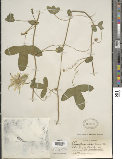 Passiflora subpeltata image