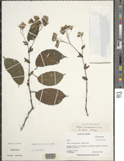 Begonia seemanniana image
