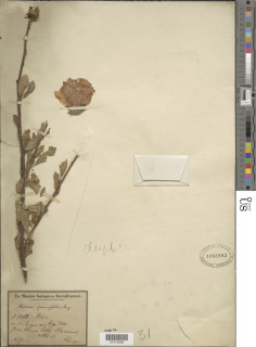 Hibiscus diversifolius image