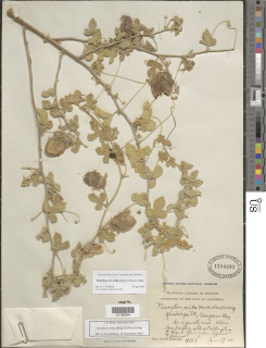 Passiflora arida image