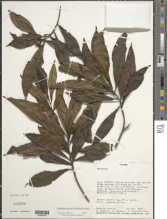 Gordonia fruticosa image