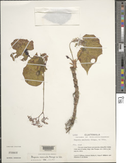 Image of Begonia manicata