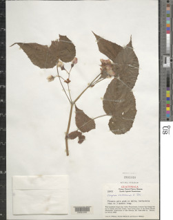 Begonia oaxacana image
