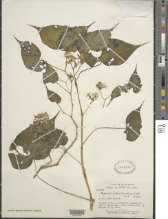 Begonia udisilvestris image