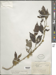 Image of Pavonia penduliflora