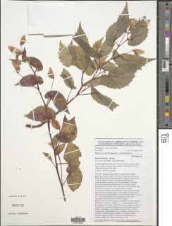 Image of Begonia iucunda