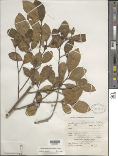 Cleyera theaeoides image