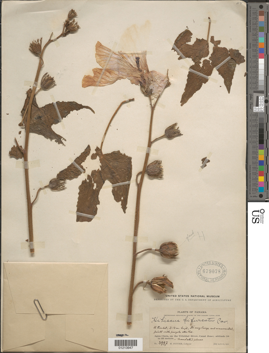 Hibiscus bifurcatus image