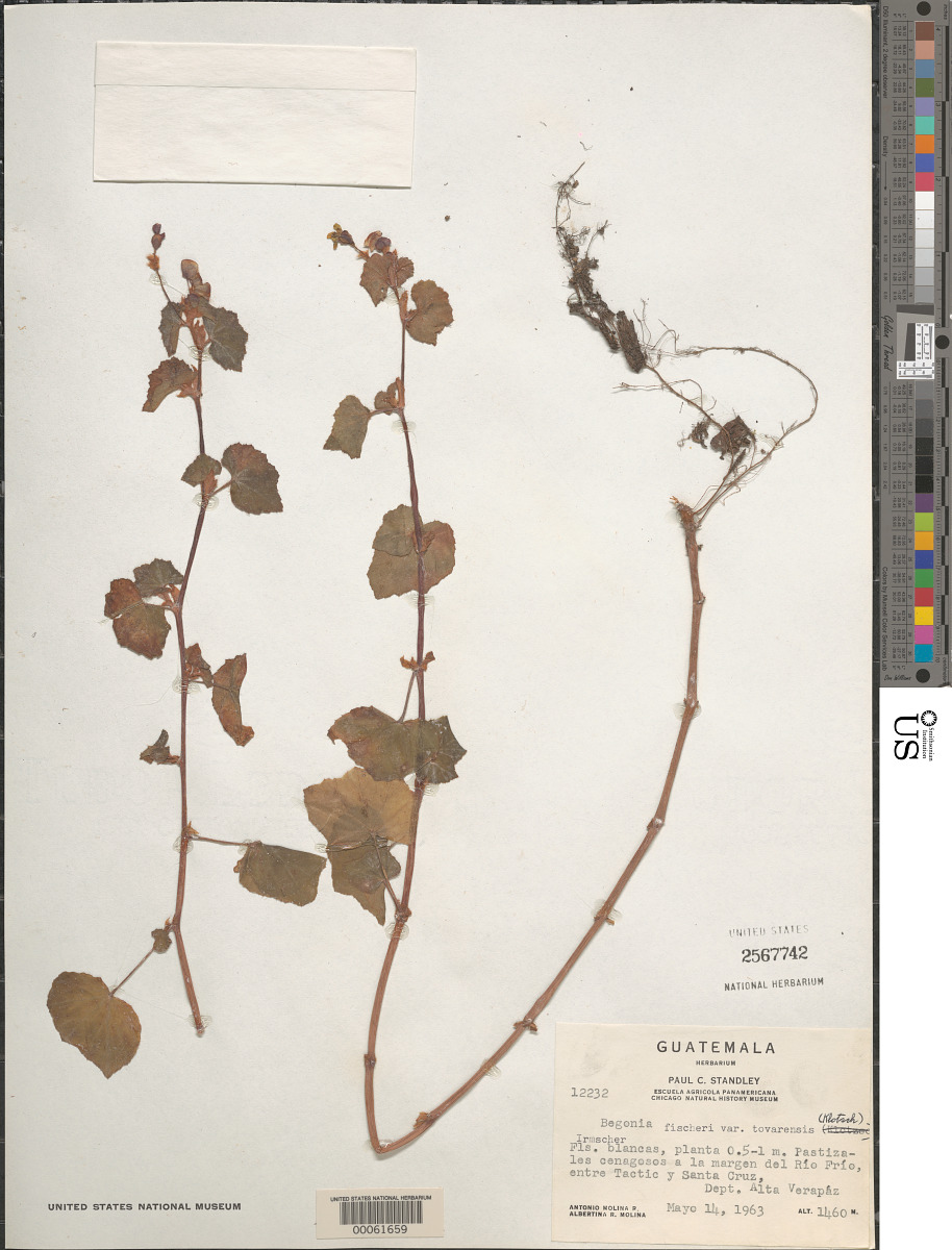 Begonia fischeri var. tovarensis image