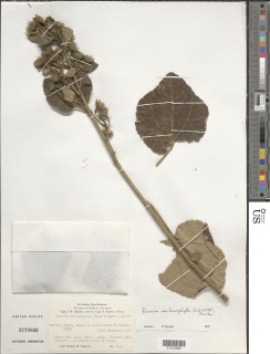 Image of Pavonia malacophylla