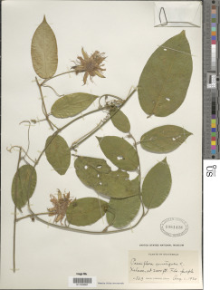 Passiflora serratifolia image