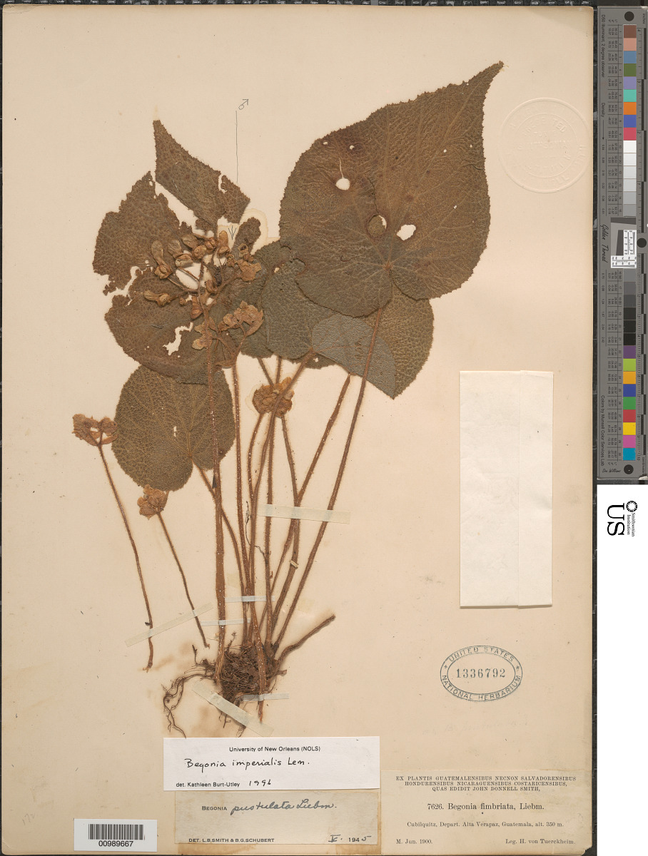Begonia imperialis image