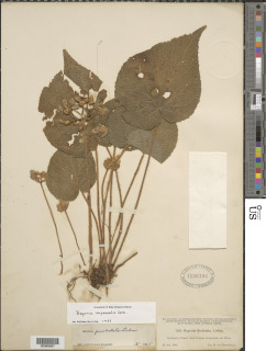 Image of Begonia imperialis