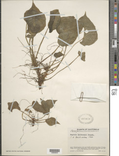 Begonia calderonii image