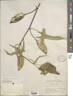 Abelmoschus moschatus image