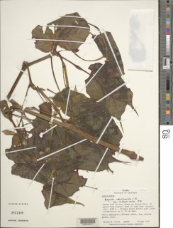 Image of Begonia udisilvestris
