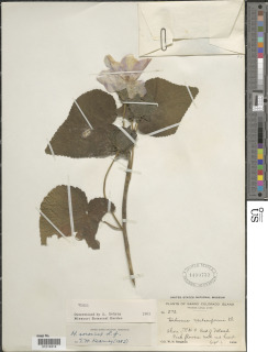 Hibiscus sororius image