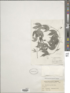 Passiflora prolata image