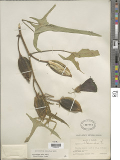 Abelmoschus moschatus image