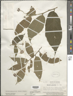 Pavonia penduliflora image