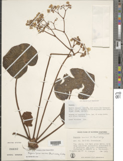 Image of Begonia lyman-smithii