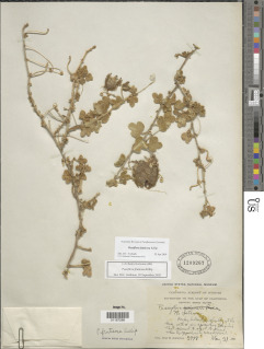 Passiflora fruticosa image