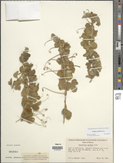 Passiflora palmeri image