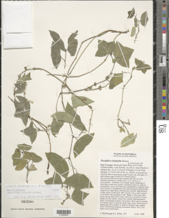 Passiflora trinifolia image