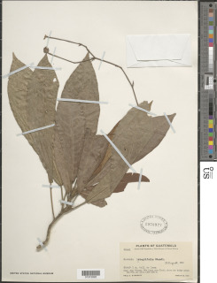Pavonia integrifolia image
