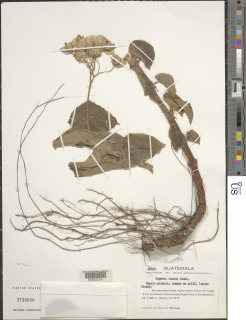Image of Begonia pedata