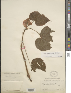 Begonia oaxacana image