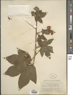 Hibiscus bifurcatus image